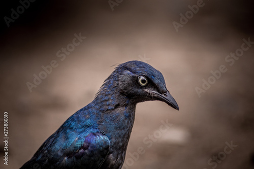 Blue Kestrel portrait - Kruger National Park - South Africa 