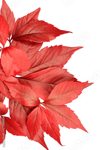 Red autumn leaves isolated on white background. Wild grape leaves