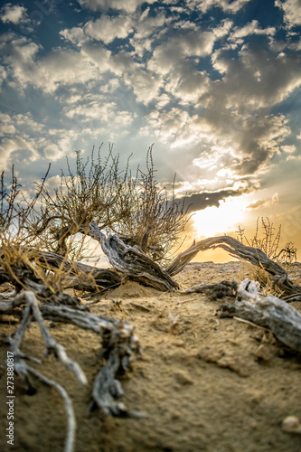 dead tree in the field