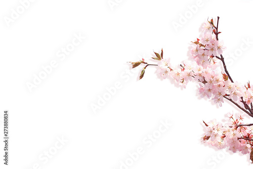 Fotografie, Tablou Branch of cherry blossoms isolated on white background