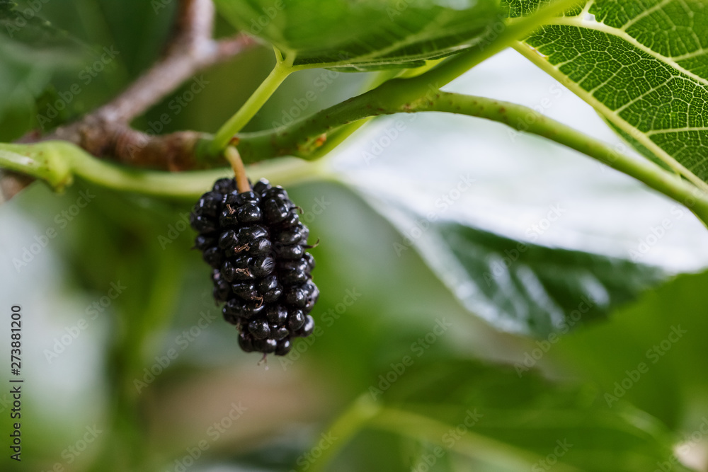 Ripe and fresh fruits of black mulberry ripened on a tree branch. Healthy food of juicy mulberry fruit Ripe and fresh fruits of black mulberry ripened on a tree branch. Healthy food of juicy mulberry fruit