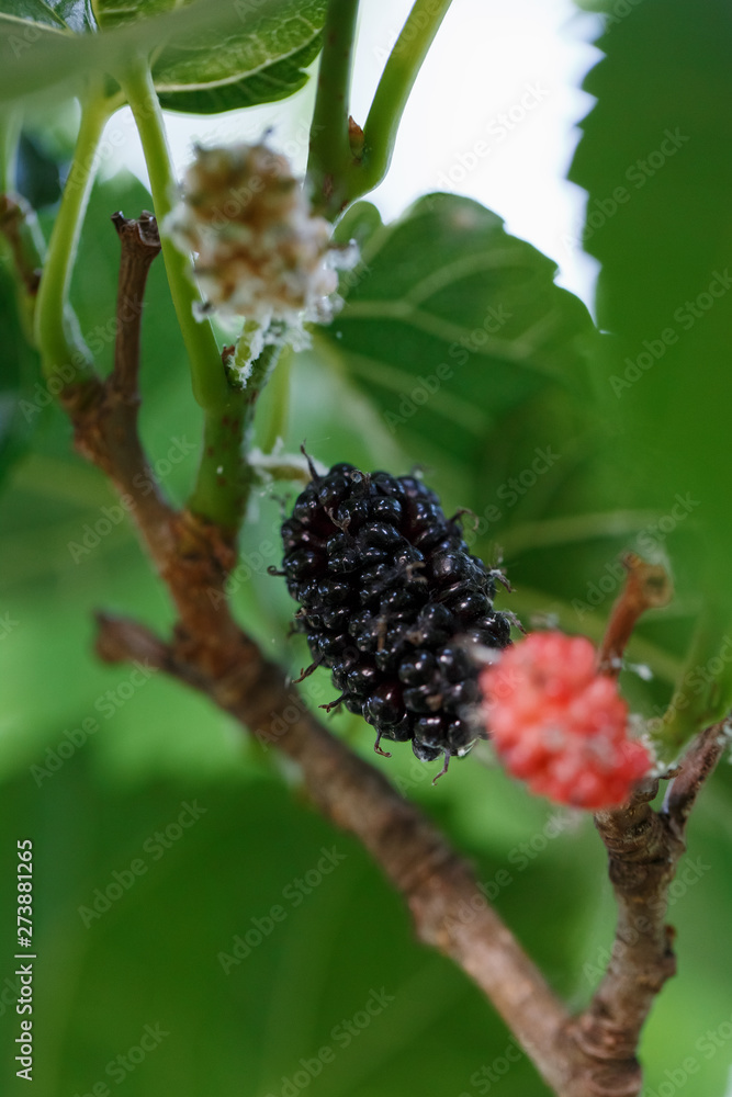 Ripe and fresh fruits of black mulberry ripened on a tree branch. Healthy food of juicy mulberry fruit Ripe and fresh fruits of black mulberry ripened on a tree branch. Healthy food of juicy mulberry fruit