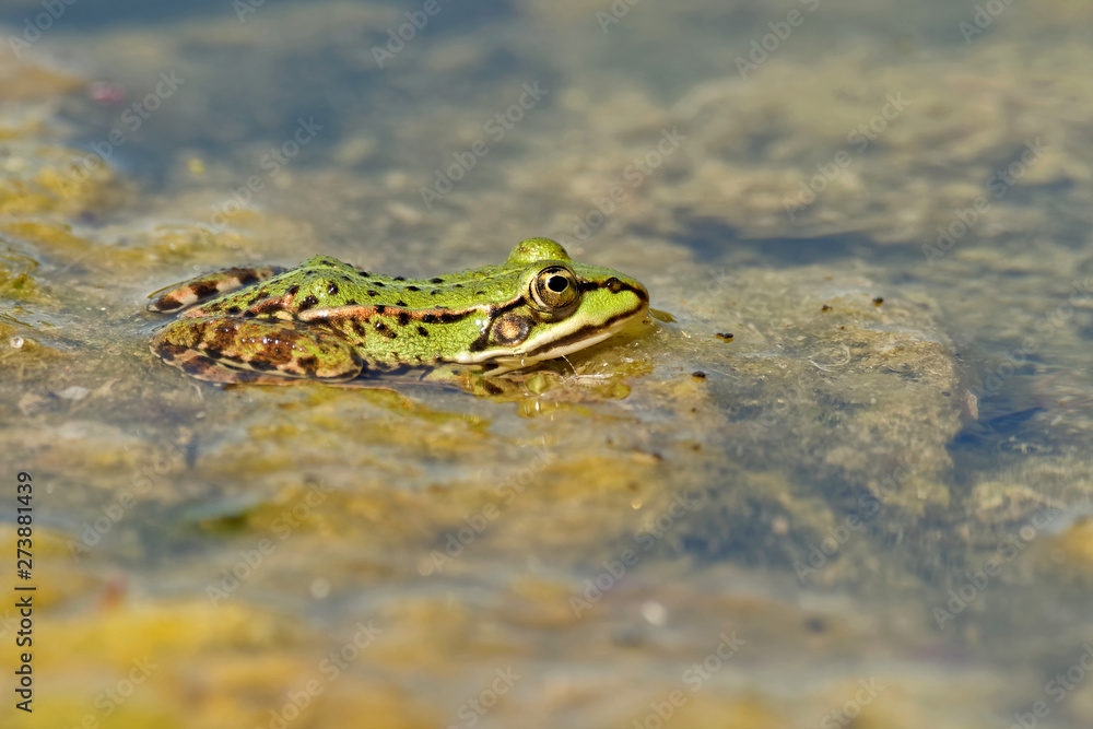 Teichfrosch