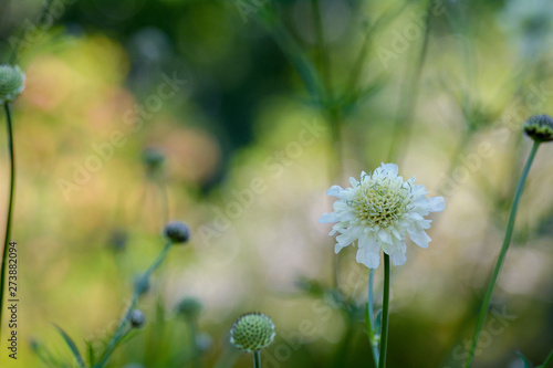 Fototapeta Naklejka Na Ścianę i Meble -  white flower in grass