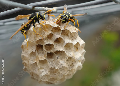 Two wasps in a nest