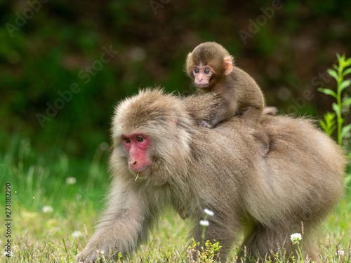 Japanese monkey parent and child © tooru