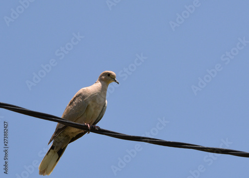 bird on a wire © Ioana