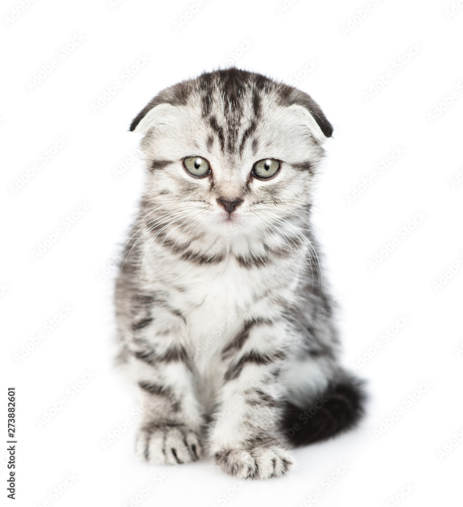 Fototapeta premium Tabby kitten sitting in front view and looking at camera. isolated on white background