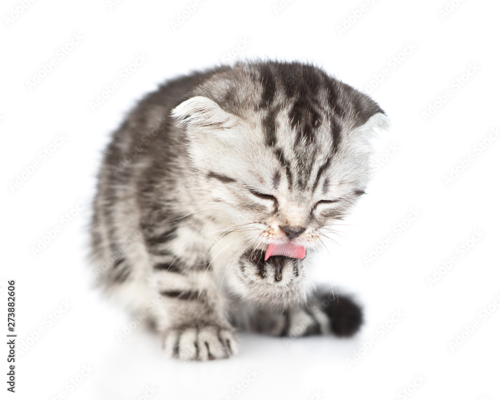 Tabby kitten washing itself. isolated on white background