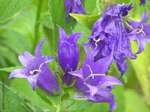 blue iris flower