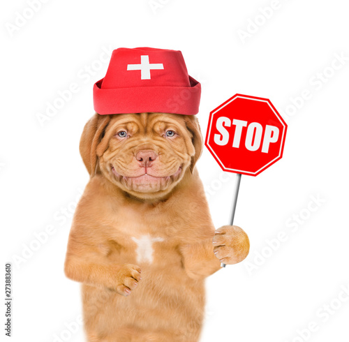 Smiling puppy dressed like a doctor with  sign stop in paw. isolated on white background.