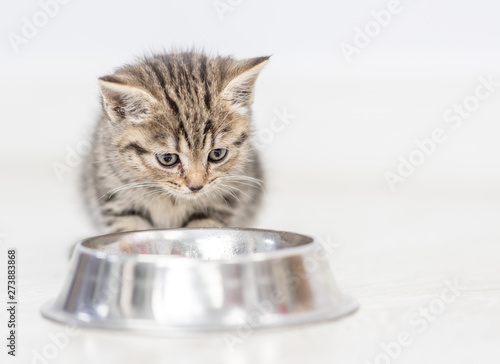 Baby kitten eating food from big dish at home