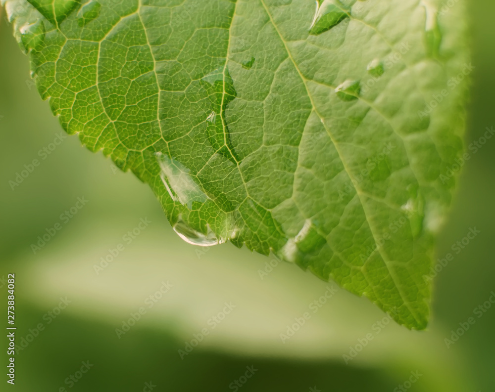 Big beautiful drop of transparent rain water on a green leaf, macro, blurred background. Big beautiful drop of transparent rain water on a green leaf, macro, blurred background.