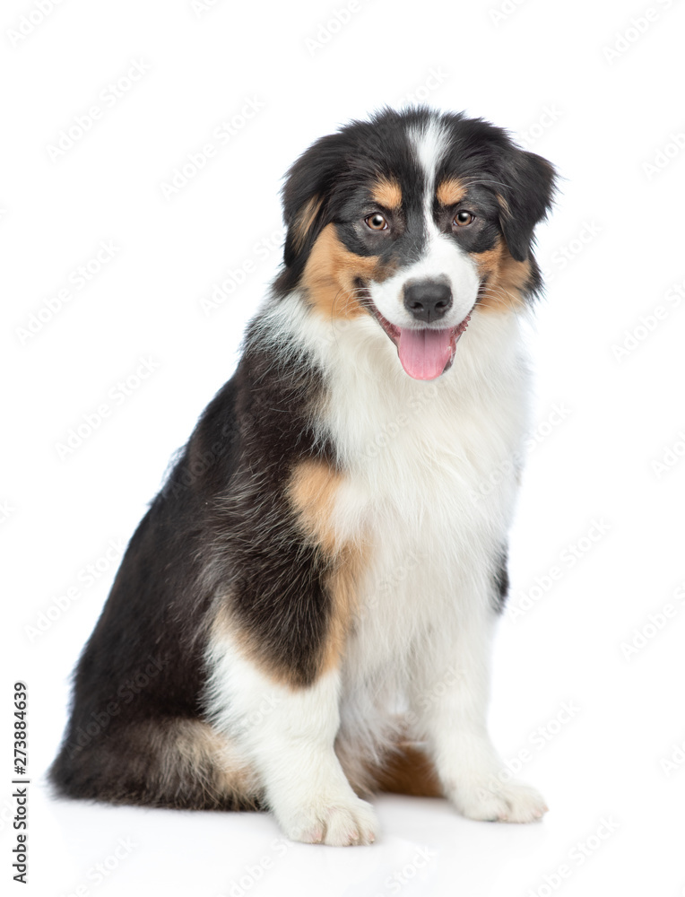 Happy young Australian Shepherd dog with tongue out sitting. Isolated on white background
