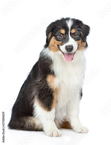 Happy young Australian Shepherd dog with tongue out sitting. Isolated on white background © Ermolaev Alexandr