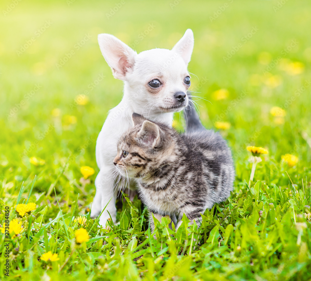 Chihuahua puppy and a kitten standing together on a dandelion field