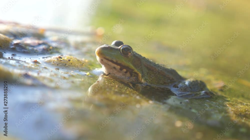 green frog in the pond in a swamp. Rana Esculenta . frog on nature in water. lifestyle animal wild concept green frog in the pond in a swamp. Rana Esculenta . frog on nature in water. lifestyle animal wild concept
