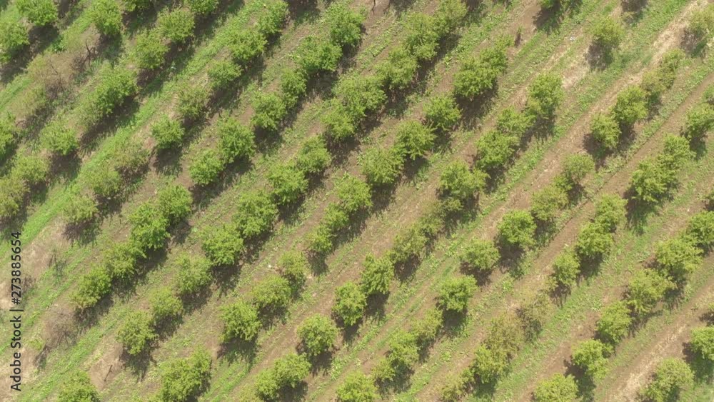 Cherry trees in cultivated orchard 4K drone video Cherry trees in cultivated orchard 4K drone video