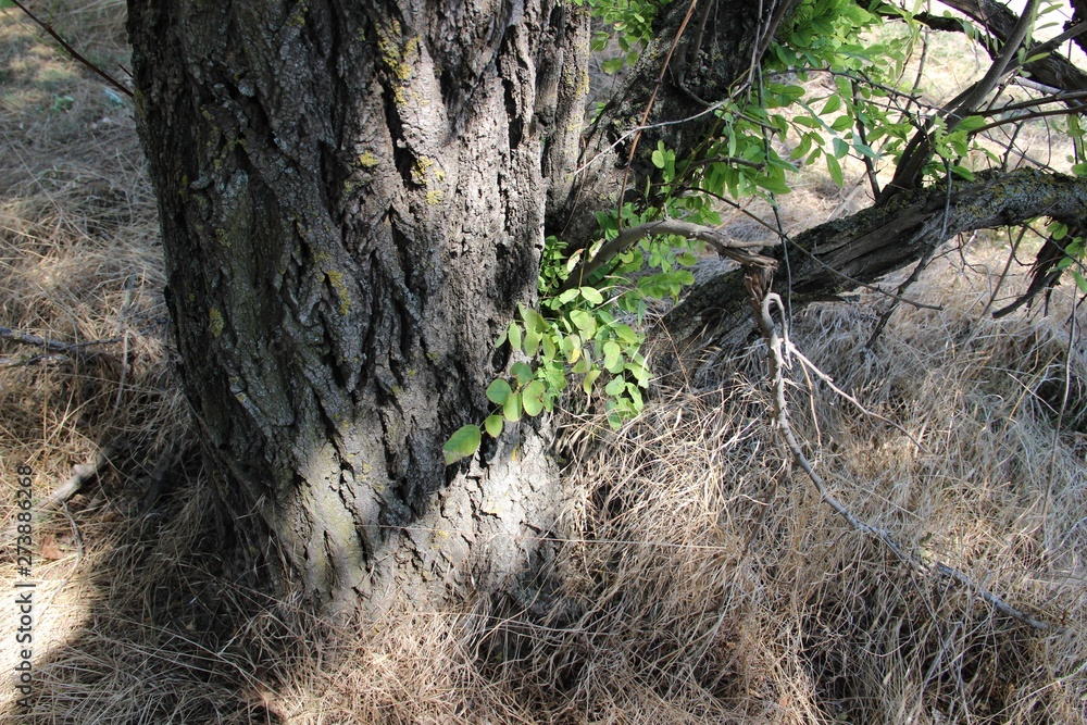 nature nature
