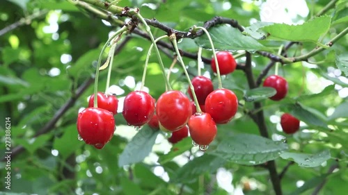cherries on tree