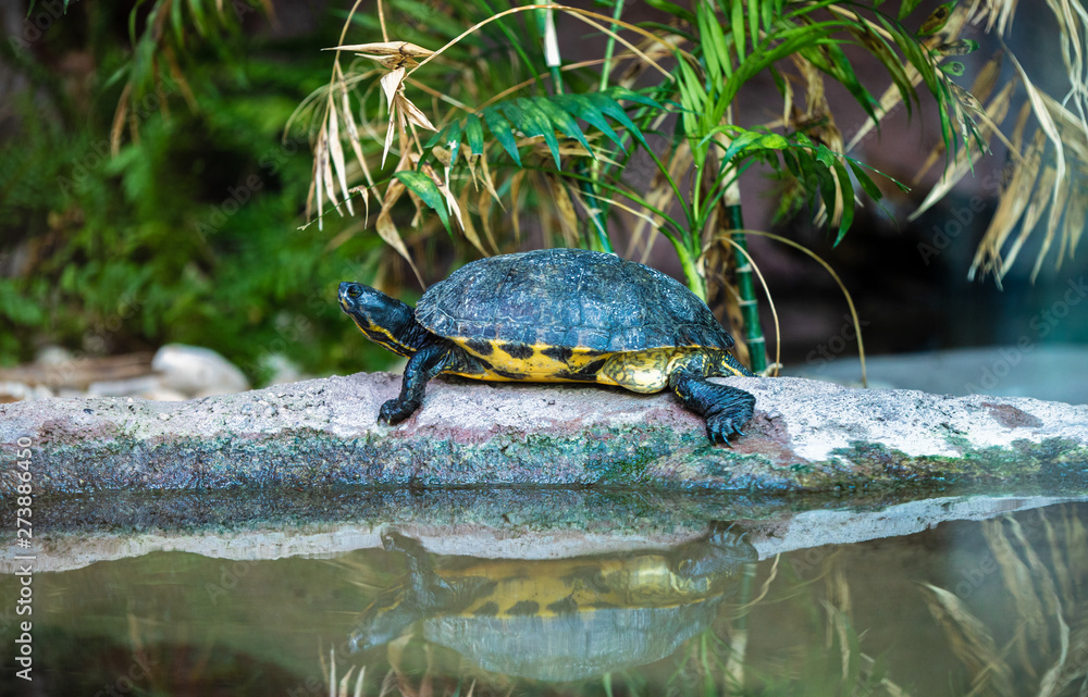 Obraz premium turtle in water vegation