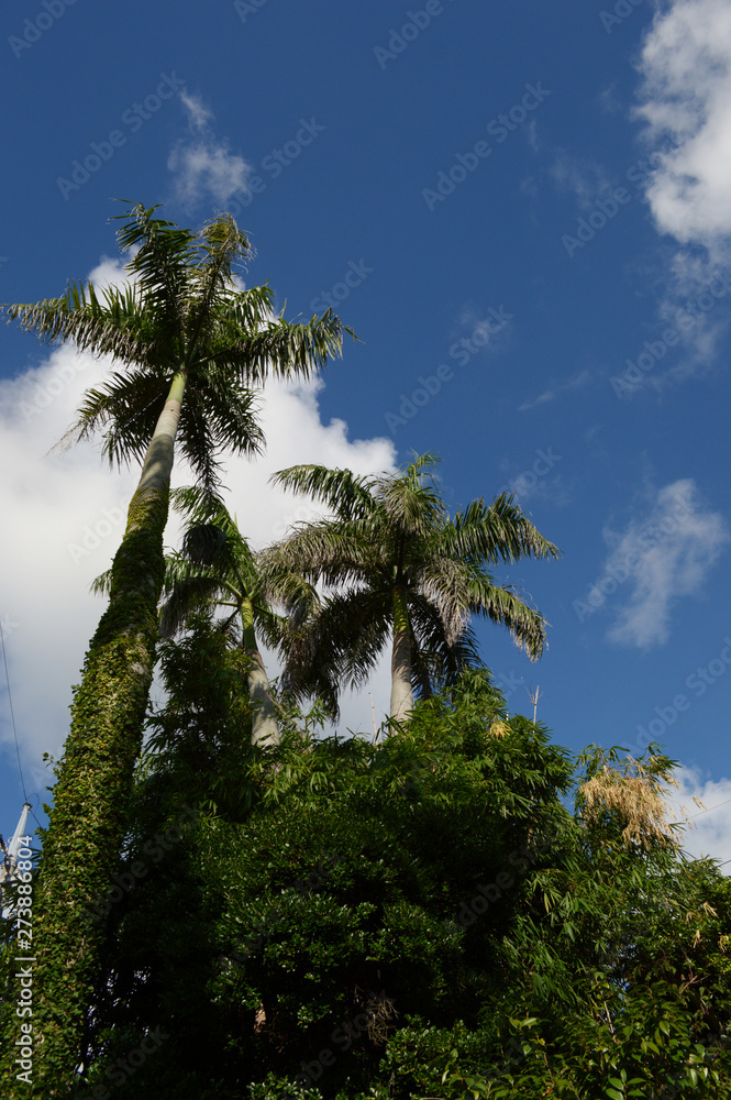 晴天の青空と南国沖縄のヤシの木
