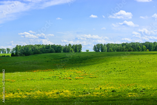 picturesque view of trees growing on green field with white fluffy clouds on blue sky at sunny day