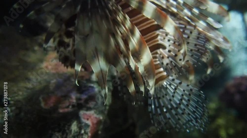 Lionfish swimming in an aquarium. Lionfishes, Turkeyfishes, Firefishes, Butterfly-cods. photo