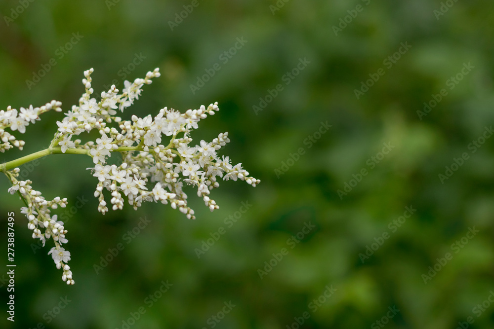 Whitehead branch on a green blurred background Whitehead branch on a green blurred background