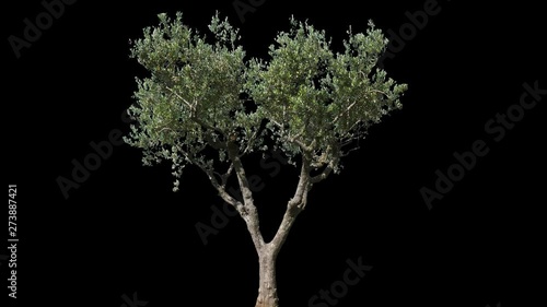Small Olive Tree isolated on black background with alpha channel - Apple ProRes 4444 with Alpha channel, 10bit high quality footage