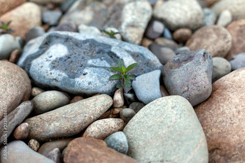 Gray blue stone by the river on a summer day Gray blue stone by the river on a summer day