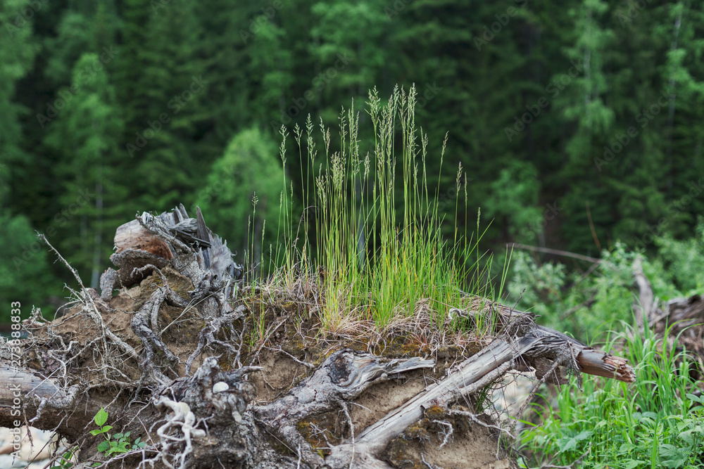 Thin green grass on old tree Thin green grass on old tree