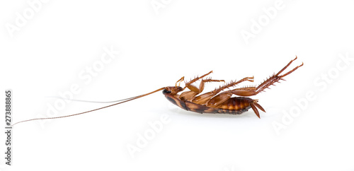 a cockroach on white background