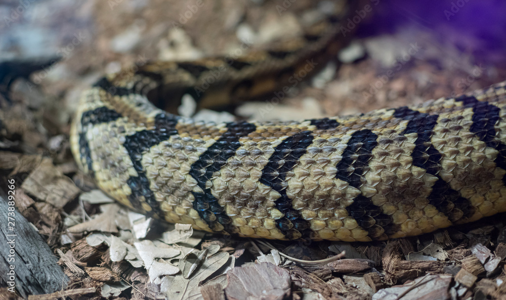 texture of the skin of a snake, detailed scales of the skin of a reptile texture of the skin of a snake, detailed scales of the skin of a reptile