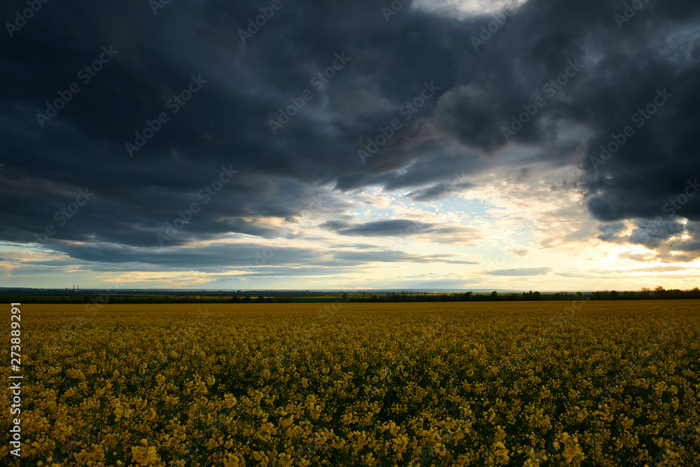 Rapeseed flowers at evening. Beautiful sunset with dark blue sky, bright sunlight and clouds.