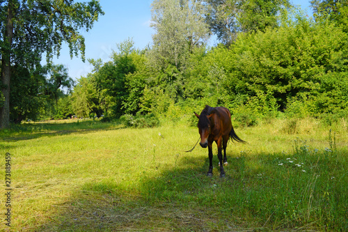 Brown horse in nature in the Park. © YAROSLOVEPHOTOVIDEO