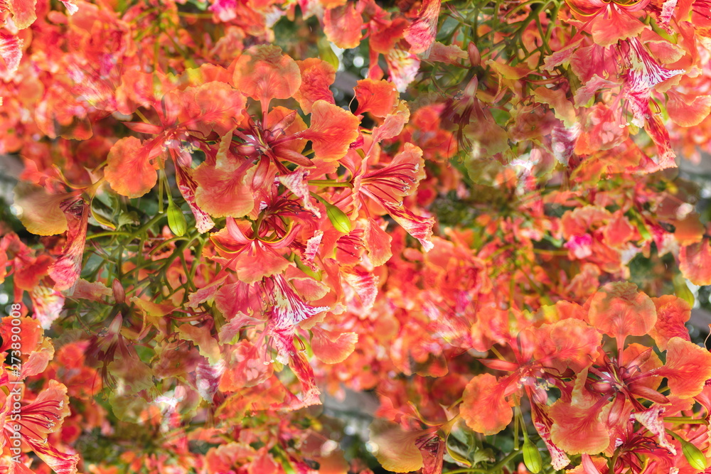 Colorful red flowers of Flam-boyant, The Flame tree, Royal poinciana (Delonix Regia (Hook.) Raf) are blooming on the branches of tree in nature park Colorful red flowers of Flam-boyant, The Flame tree, Royal poinciana (Delonix Regia (Hook.) Raf) are blooming on the branches of tree in nature park