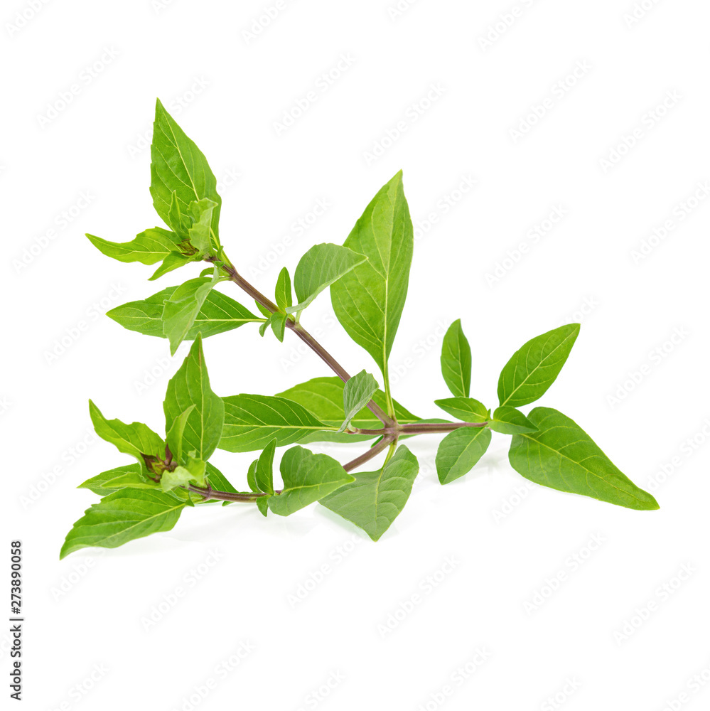 Fresh herbs. Green basil Isolated on white background Fresh herbs. Green basil Isolated on white background