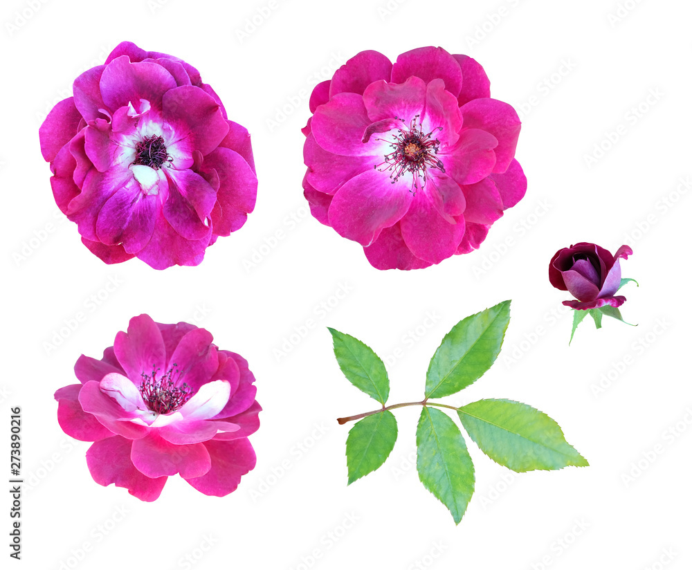 Crimson, bright pink climbing roses with leaf and bud, set isolated on a white background.