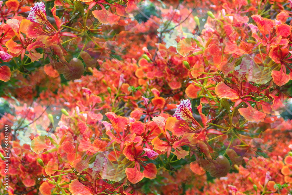 Colorful red flowers of Flam-boyant, The Flame tree, Royal poinciana (Delonix Regia (Hook.) Raf) are blooming on the branches of tree in nature park Colorful red flowers of Flam-boyant, The Flame tree, Royal poinciana (Delonix Regia (Hook.) Raf) are blooming on the branches of tree in nature park