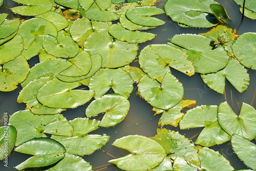 lotus leaves background with water drops