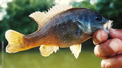 Green Sunfish Caught By Fisherman