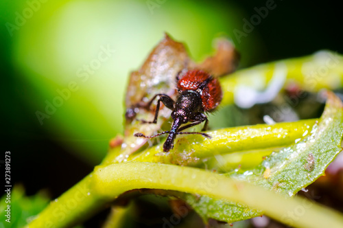 tiny nice colored beetle bug