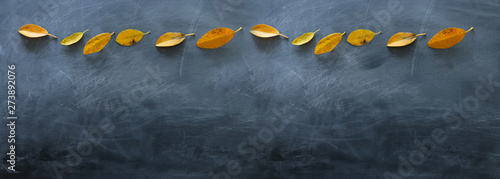 Empty blackboard background with outumn leaves. top view photo
