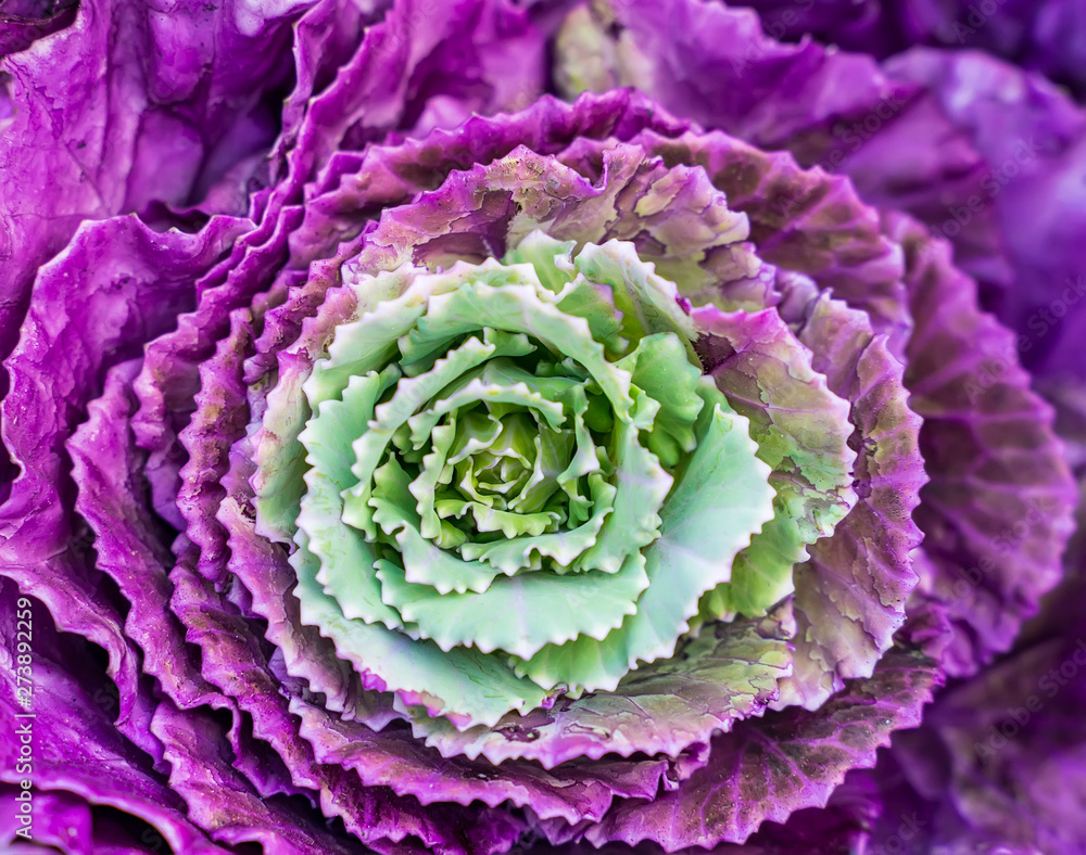Obraz premium Colorful of the Ornamental Cabbage, Brussels sprouts, Collard greens or Kale growing