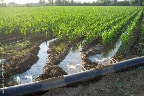 lay-flat irrigation tube system for leveled-to-grade cornfield, Extremadura, Spain photo