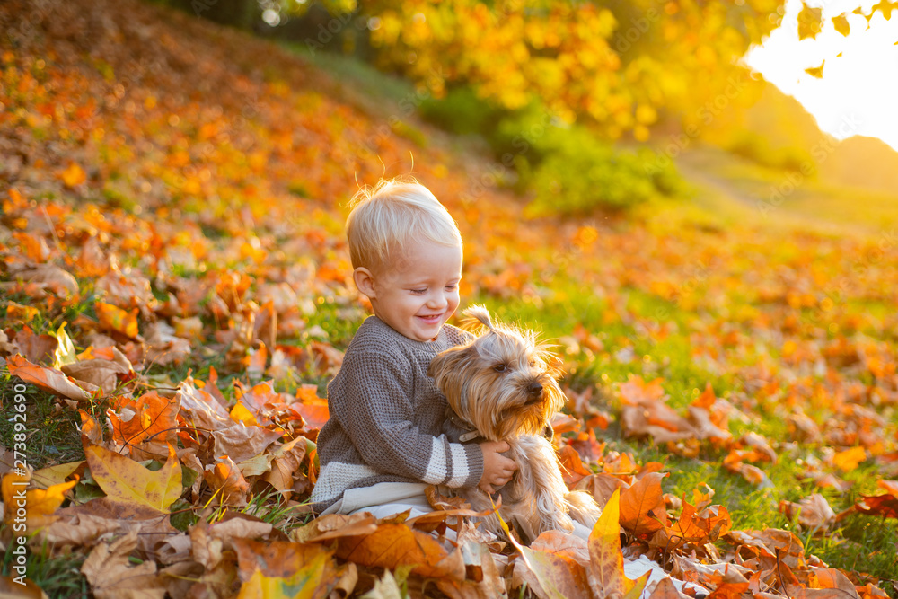 Simple happiness. Child play with yorkshire terrier dog. Toddler boy enjoy autumn with dog friend. Small baby toddler on sunny autumn day walk with dog. Happy childhood. Sweet childhood memories Simple happiness. Child play with yorkshire terrier dog. Toddler boy enjoy autumn with dog friend. Small baby toddler on sunny autumn day walk with dog. Happy childhood. Sweet childhood memories