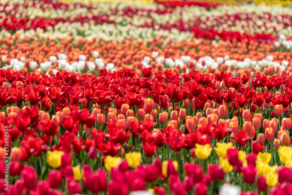 Colorful tulip flower field, in full bloom