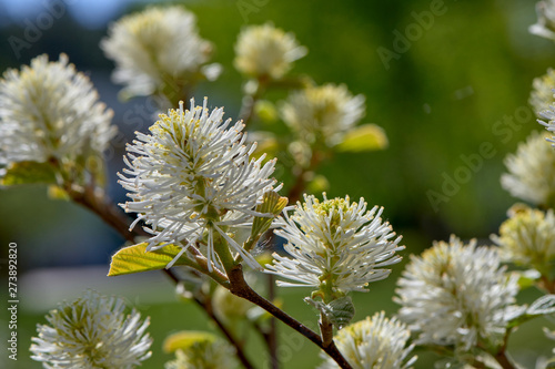 Fothergilla major