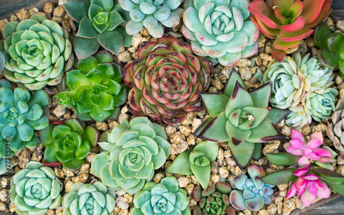  Miniature succulent plants in garden